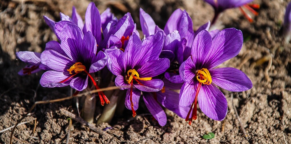 Giá Trị Dinh Dưỡng Trong Nhụy Hoa Nghệ Tây (Saffron) 9