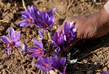 Top 5 Cách Phân Biệt Nhụy Hoa Nghệ Tây Saffron Thật Và Giả 7