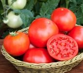 Top 10 Công dụng tuyệt vời của quả cà chua cho sức khỏe và làm đẹp