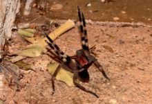 Top 4 Loại nhện nguy hiểm nhất thế giới có thể bạn chưa biết