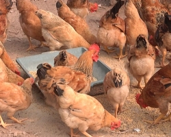 Top 7 Bệnh thường gặp nhất ở gà và cách phòng chống, chữa trị hiệu quả