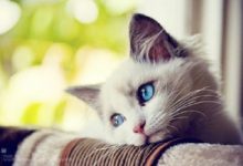 Top 9 Lợi ích của việc nuôi mèo cho sức khỏe