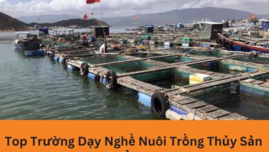 Địa Chỉ Nào Dạy Nghề Nuôi Trồng Thủy Sản Tại Nghệ An Tốt Nhất? 6