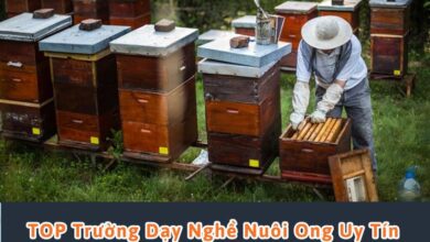 học nghề nuôi ong ở nghệ an