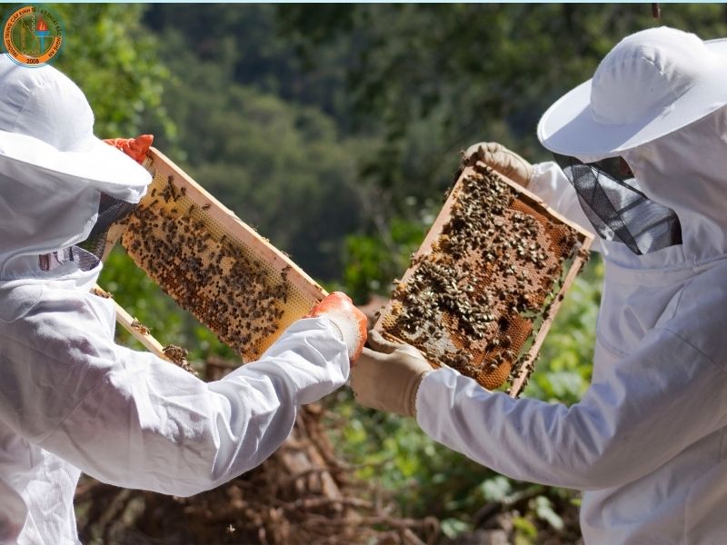 Có Nên Học Nghề Nuôi Ong Tại Nghệ An? 3