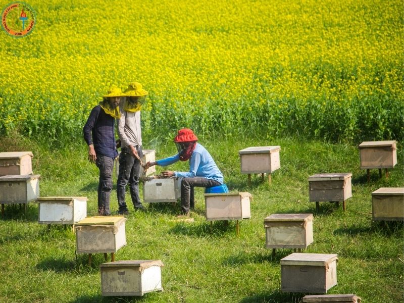 Có Nên Học Nghề Nuôi Ong Tại Nghệ An? 1