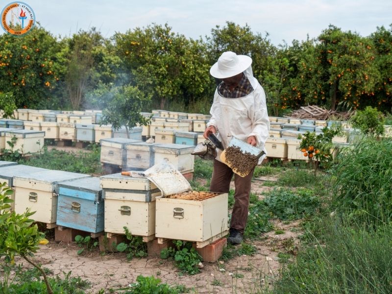 Có Nên Học Nghề Nuôi Ong Tại Nghệ An? 2