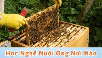 nghề nuôi ong