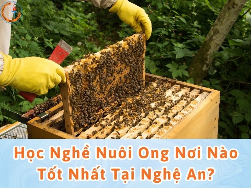 nghề nuôi ong